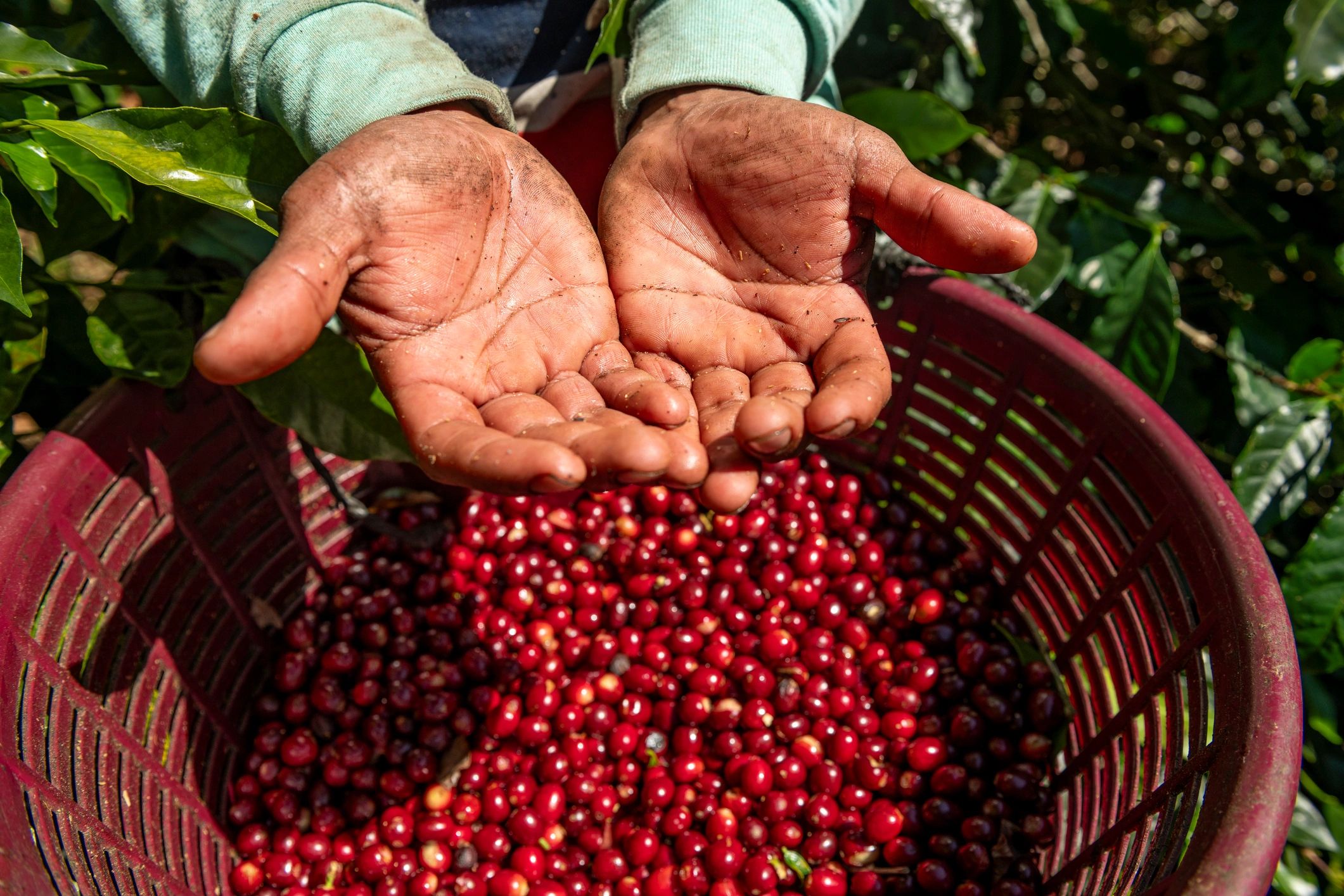 Cosecha de café en las montañas
